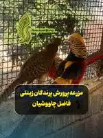 قرقاول زینتی