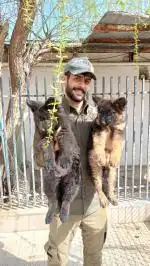 فروش 4قلاده توله ژرمن کینگ