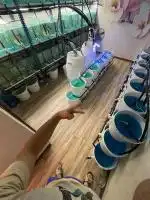 پخش عمده ماهی زینتی