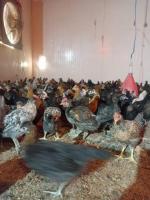 جوجه مرغ و خروس محلی به قیمت عمده