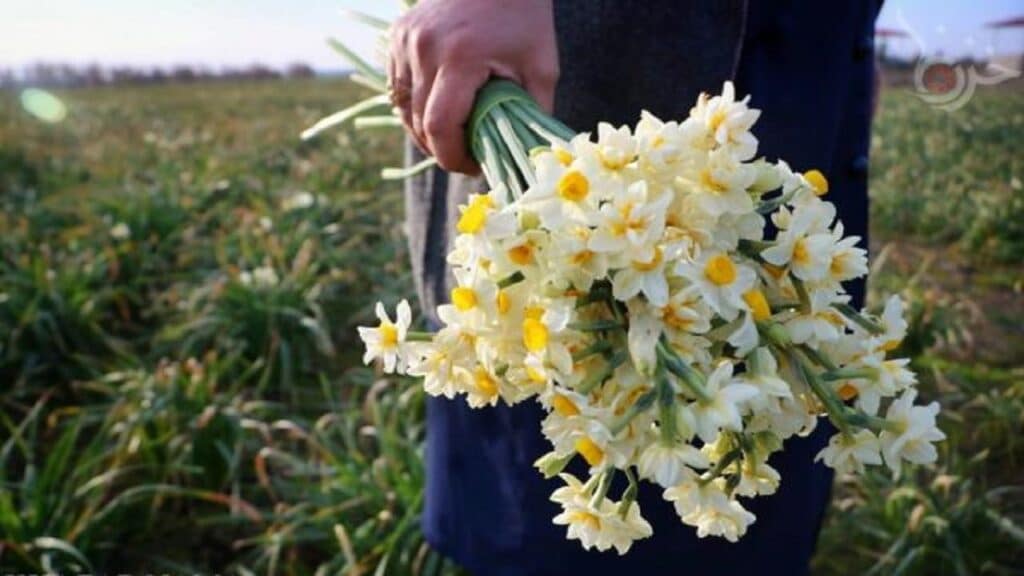 گل نرگس عمده شهلا و شصت پر – خرید گل نرگس از مازندران