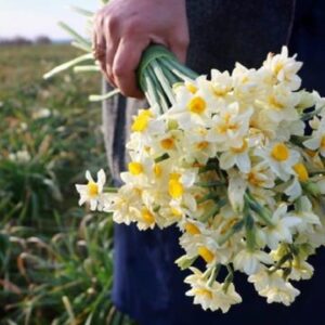 گل نرگس عمده شهلا و شصت پر - خرید گل نرگس از مازندران