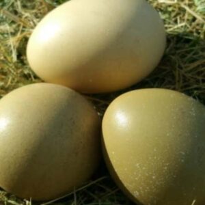 فروش تخم قرقاول در ارومیه