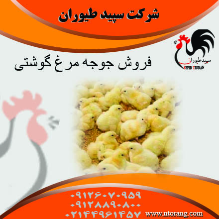 فروش جوجه مرغ گوشتی- جوجه مرغ گوشتی پلاس – طیور
